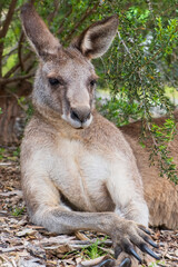 Naklejka na ściany i meble Portrait of kangaroo. Vertical photo. 