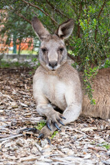 Portrait of male kangaroo relaxing in a sun shade.