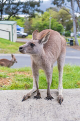Kangaroo standing on four legs. Kangaroo portrait.