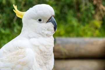 Cockatoo portrait with space for copy. Selective focus.