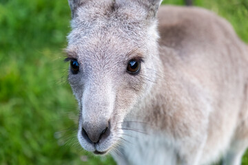 Kangaroo eating grass closeup. Kangaroo portrait.