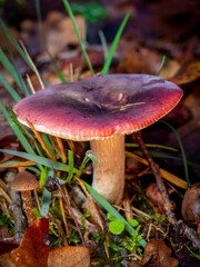 selective focus of a russula mushroom on a forest floor with blurred background - obrazy, fototapety, plakaty