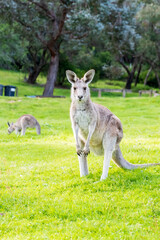 Naklejka na ściany i meble Kangaroo eating grass. Kangaroo portrait.