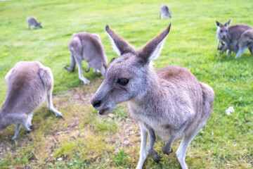 Naklejka na ściany i meble Kangaroo eating grass closeup. Kangaroo portrait.