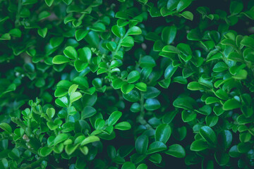 Green leaves background for design backdrop.