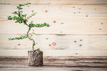 Small decorative tree on wooden floor, Small bonsai tree in the clay pots. vintage picture