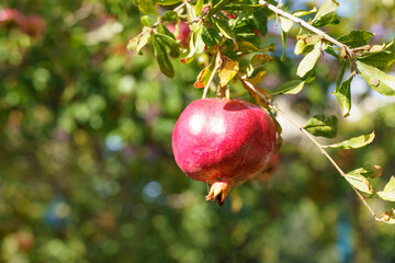Juicy ripe pomegranate fruits for juice growing on a tree branch. Pomegranate harvest on agricultural farm, vitamins, fruits, tropics concept.