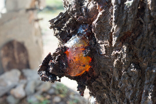 Resin on the almond tree bark, natural gum, used as adhesive