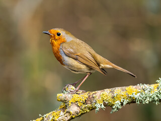 Robin Perched on a Branch
