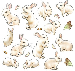 rabbit illustration png ver.1