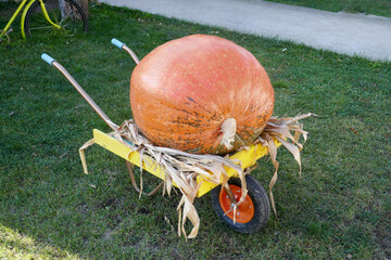 A very large yellow pumpkin in a cart. Autumn harvest, decorative, pumpkin display.