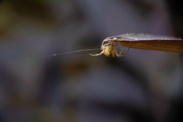 orb weaver spider hanging  on purple leaf with the spider web