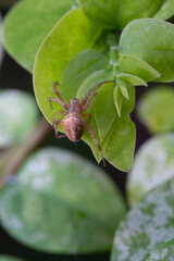 orb weaver spider hanging on the spider web on green leaf