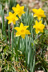 黄色のスイセン