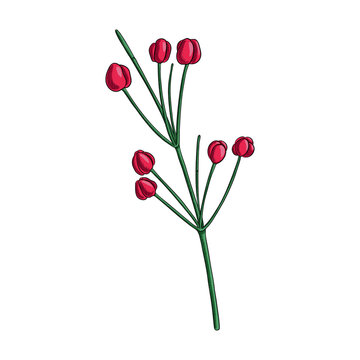 vector drawing plant of Chinese ephedra, Ephedra sinica, Ma Huang, herb of traditional chinese medicine, hand drawn illustration
