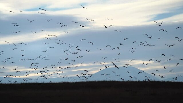 Birds in sky. A large number of seagulls fly  in the evening hours. Birds fly in evening time on mountains background.  Birds fly in Sevan city, Armenia.