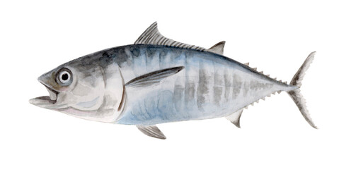 ヨコワ 手描き水彩画