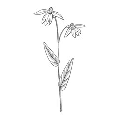 vector drawing plant of Creeping lobelia ,Lobelia chinensis,Herba Lobellae Chinensis, herb of traditional chinese medicine, hand drawn illustration - obrazy, fototapety, plakaty