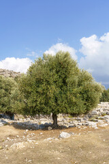 Olive tree on an agricultural farm for growing crops and raw materials for olive oil. Natural rustic landscape with tree and mediterranean nature