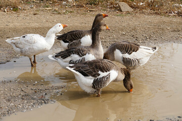 domestic geese in the village,goose roaming and feeding freely in the natural environment,close-up large amount of domestic geese