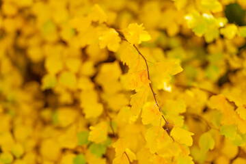 yellow fall leaves on branch. macro of yellow fall leaves. fall season with yellow leaves
