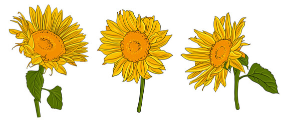 yellow sunflowers, vector drawing garden plants at white background, hand drawn botanical illustration