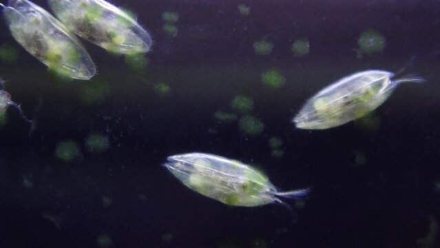 little ostracods (crustaceans) eating algae