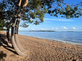 Unusual pine tree trunks at the lake coast, sandy lake coast 