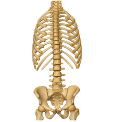 CT scan of Whole spine 3D rendering showing Profile Human Spine.