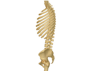CT scan of Whole spine 3D rendering showing Profile Human Spine.
