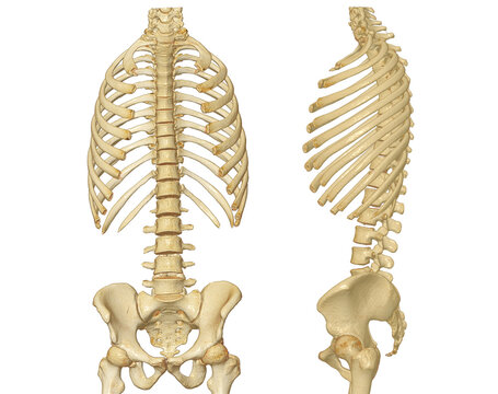 CT scan of Whole spine 3D rendering showing Profile Human Spine.