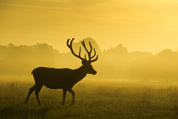deer in the morning