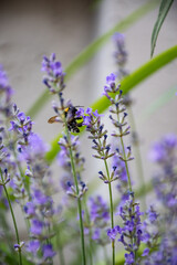 bee on lavender
