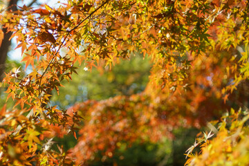 モミジの谷の紅葉