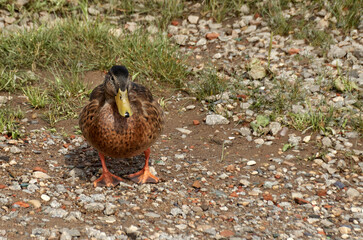 Close-up of a duck walking on the ground