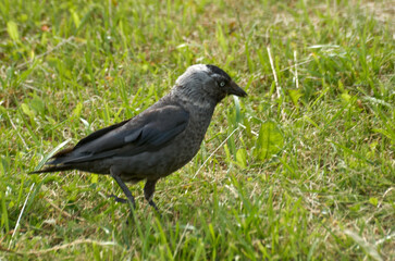 Close-up of a jackdaw walking on the lawn