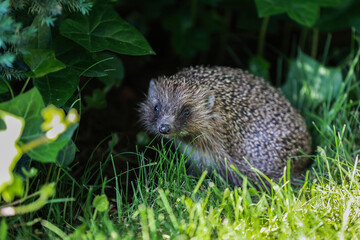 A hedgehog looks curiously towards the camera lens.