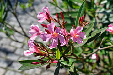 Pink oleander flowers (Nerium oleander) on garden