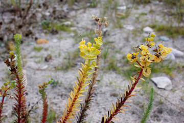 wild plants in the Cantabrian coast