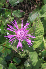 wild pink flower in a field near a beach