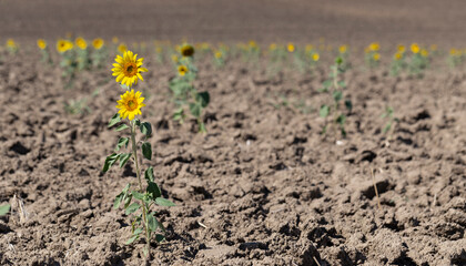 Rare shoots during a drought. Bad harvest. Sunflower Flower Blossom.