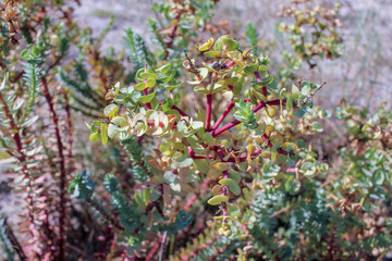 wild plant growing in the Cantabrian coast