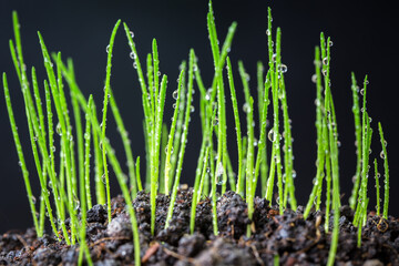 Young rice seedling growing in a soil