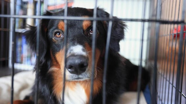 Australian Shepherd Puppy Laying in a Kennel Inside a Home 4K