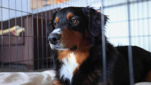 Puppy Sad in a Crate Instead of a Yard 4K