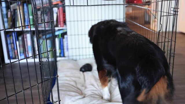 Australian Shepherd Dog Walking Into Crate ad Sitting Down Looking Outside 4K