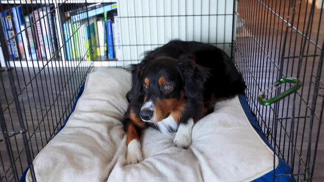 Dog Laying in an Open Crate Kennel With a Bed 4K