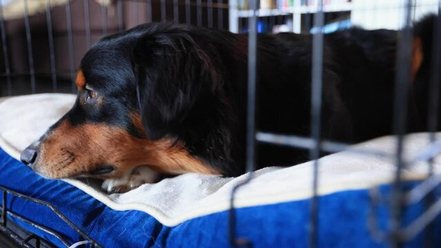 Dog Laying Down in Crate on His Bed Sniffing New Smells 4K