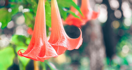 conical pink flowers