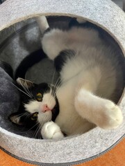 cat sleeping in a basket